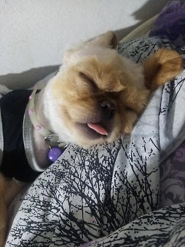 pudel mini: Pekines — 2