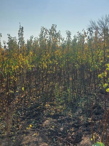 чехлы на диван бишкек: Məhsul: Meyvə ağacı tingləri Təsvir: - Şəkillərdə müxtəlif meyvə — 4