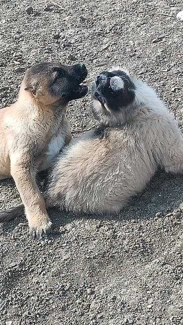 ördək neçə günə bala çıxarır: Kanqal — 7