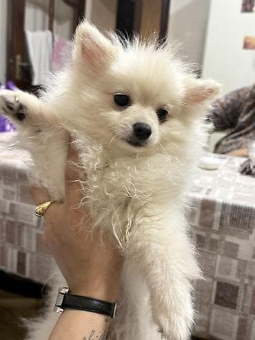 pomeranian satışı: Şpitz, 6 ay, Dişi, Peyvəndli, Pulsuz çatdırılma — 2