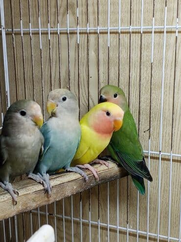 hinduşqa balaları: Tutuquşu popuqay bir üç aylıq balalar qiymət 25 - 30 azn — 2