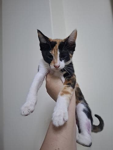 pişik balası: Erkək, Dişi, Ünvandan götürmə — 5