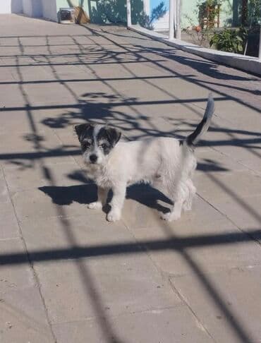 it şəkilləri: Пудель, 3 месяца, Самец, С прививками, Платная доставка — 3