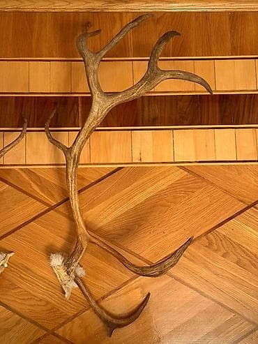 ev yumurtası: Təbii maral buynuzları – cüt - Material: təbii maral (geyik) buynuzu — 1