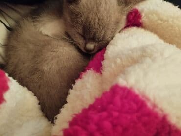 pişiklər: Dişi, Yaxşı əllərə — 2