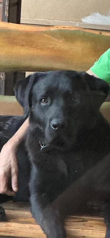 labrador balasi: Labrador-retriver — 1