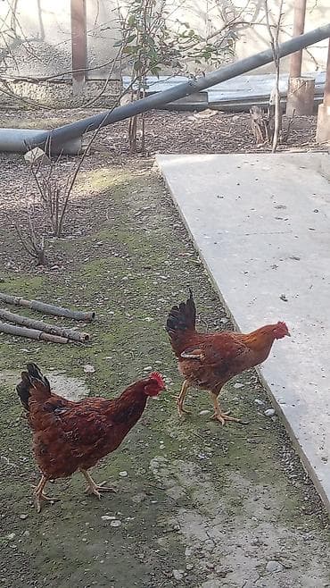 ucuz cuce: Qiymət 8.50 ünvan Yevlax şəhəri Məhsul: Yerli ətlik-yumurtalıq — 5