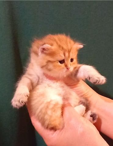 anqor pişiyi: Britan, Erkək, Dişi, Yaxşı əllərə, Ünvandan götürmə — 4