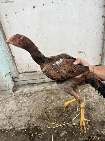 ineklerin satisi: Toyuq cücələri, Damazlıq — 1