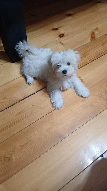 sirvan teze itler satisi: Malta bolonka, 1 ay, Dişi, Peyvəndli, Ünvandan götürmə — 1