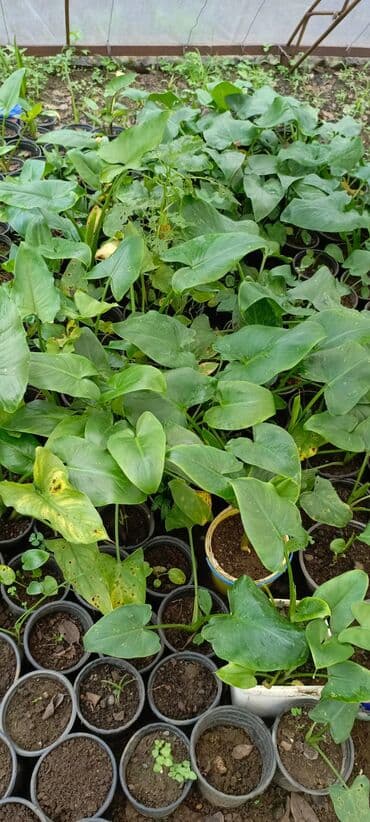 bitki satışı: Satışda dekorativ saksı bitkiləri – bağ və interyer üçün. - Euphorbia — 7