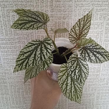 gec bosalmaq ucun bitkiler: Сциндапсус N-Joy — 4