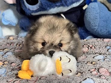 pudel satilir 2020: Şpitz, 1 ay, Erkek, Peyvəndli, Ödənişli çatdırılma — 3