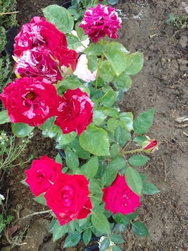 helba bitkisi faydaları: Həmişə yaşıl — 16