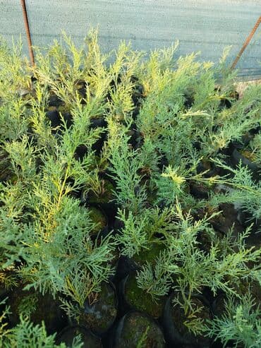 sarmaşıq qızılgül satışı: Mojevennik şitili — 3