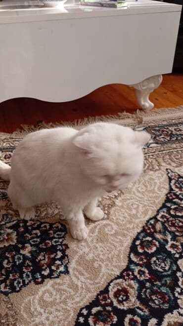 Heyvanlar üçün mallar: Şotland yastı qulaq — 6