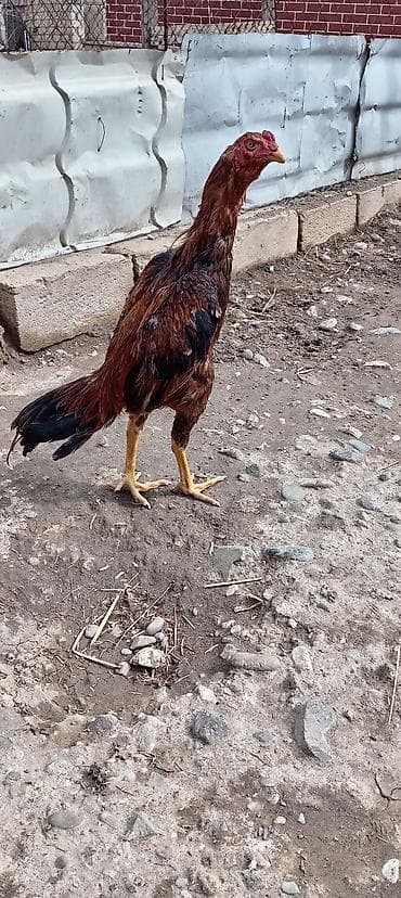 Xoruz, il: <1, Ödənişli çatdırılma, Rayonlara çatdırılma lalafo.az -da Xoruz, il: <1, Ödənişli çatdırılma, Rayonlara çatdırılma