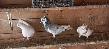 göyərçin: Satılır: dekorativ və uçuş üçün saxlanan göyərçinlər toplusu — 3