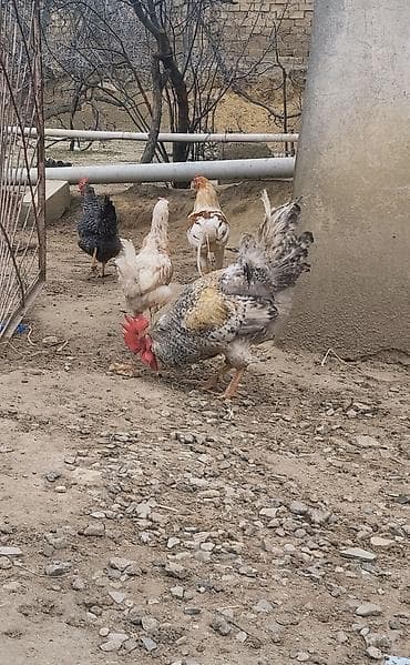 simental inek satışı: Xoruz satilir — 2