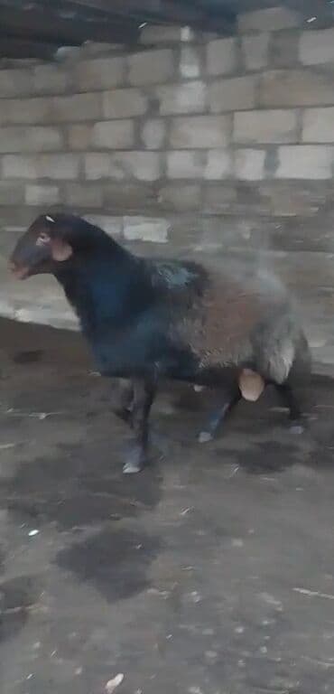 sud veren keci: Təçiz gala goçu 1il 6tı aylıqdı — 3