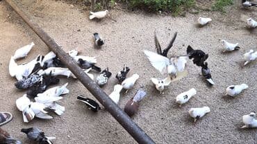 Göyərçin satılır. 250 azn