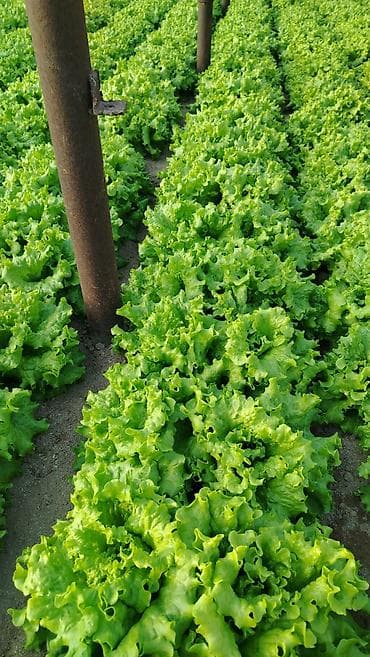 Məhsul: Yaşıl yarpaqlı kahı (açıq yarpaqlı/leaf lettuce) Təsvir: -