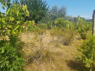 ferma torpaq: 24 sot, Tikinti, Makler, Kupça (Çıxarış) — 14