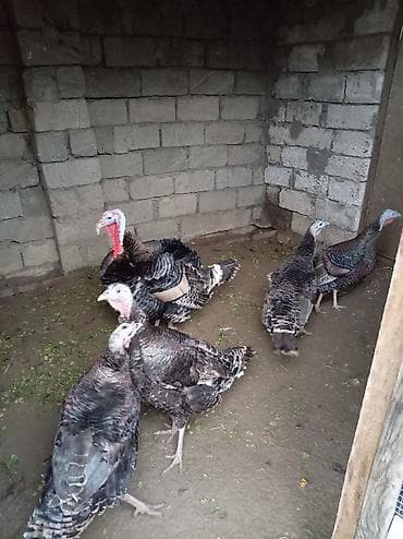 qara pisik: Məhsul: Hind toyuqları (hinduşka) Təsvir: - Şəkildə görünən iri — 1