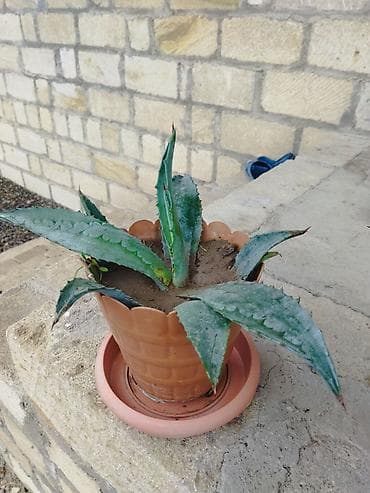 Aqava (Agave) saksı bitkisi - Növ: Dekorativ aqava – ətli, kəskin at lalafo.az Aqava (Agave) saksı bitkisi - Növ: Dekorativ aqava – ətli, kəskin