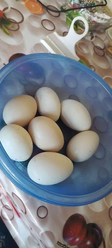 cucə satişi: Bütün quş növlərine ait yumurtalar inkubasiya olunur. Ve Cücə satışı — 4