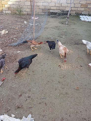 İtlər: Məhsul: Ev şəraitində bəslənən kənd toyuqları Təsvir: - Şəkillərdə — 2