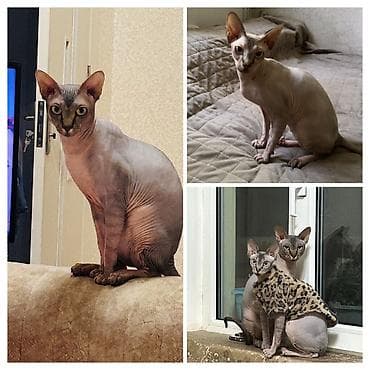 Sfinks, Dişi, Erkək, Ödənişli çatdırılma, Ünvandan götürmə lalafo.az -da Sfinks, Dişi, Erkək, Ödənişli çatdırılma, Ünvandan götürmə