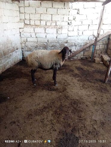 dovşan yemi: Qoyun – yerli təsərrüfatdan - Növ: ehtimalən yerli qaragül/qarabaş — 4