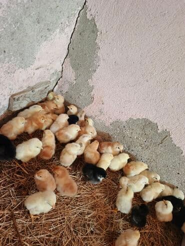 cucələr: Toyuq cücələri, Ətlik — 5