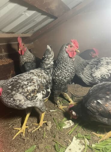 Toyuq, Damazlıq lalafo.az -da Toyuq, Damazlıq