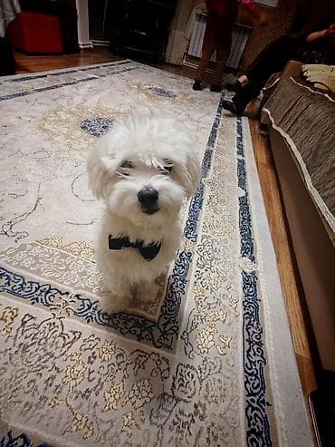 çin aslanı: Malta bolonka, 9 ay, Erkek, Ünvandan götürmə — 3