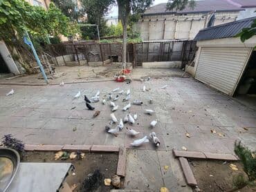 goyercin yuvasi satilir: Tergizme ve tutulmalar drakonlarda var sport draqon Xüsusiyyətlər: - — 1