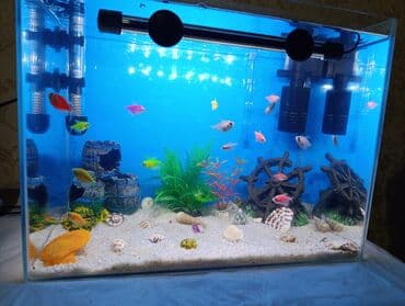 аквариум без рыб: İstifadə olunub cəmi 1 ay. Böyük akvarium aldığım üçün bu akvarium — 4