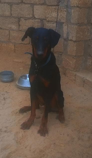 doberman satisi: Doberman, 9 ay, Erkek — 3