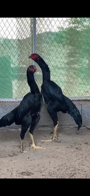 quşlar: Cins: Uzunboylu, döyüş tipli Asil/Şamo xəttindən qara rəngli xoruzlar — 7