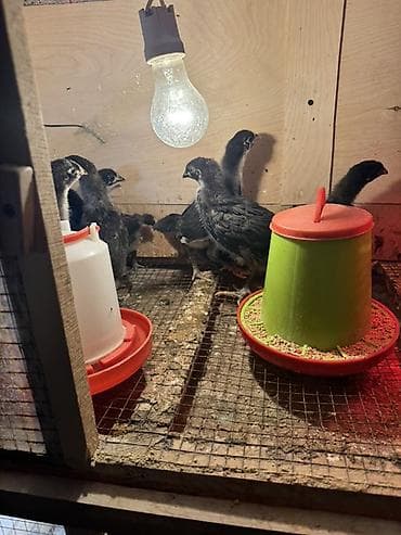 cuce setkasi: Toyuq cücələri, Ətlik — 2