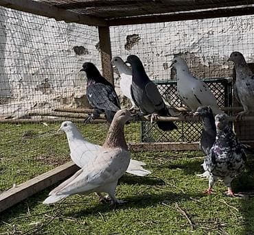 qumru quşu rusca: Göyerçinler satılır — 3