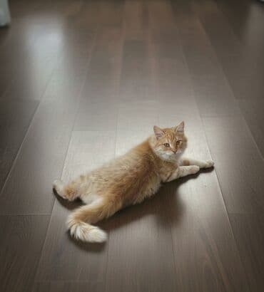 pişikler ne yeyir: Erkək, Yaxşı əllərə — 1