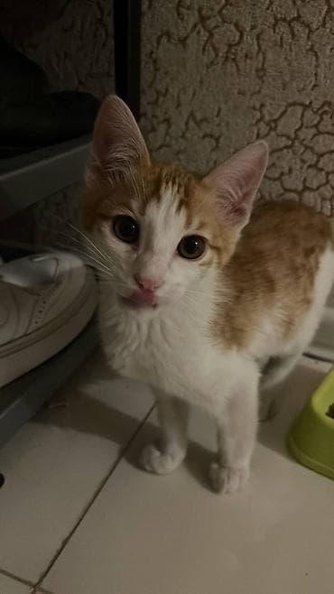 cins pisik cutlesdirme: Dişi, Yaxşı əllərə, Ünvandan götürmə, Pulsuz çatdırılma, Ödənişli çatdırılma — 1