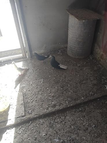 goyercin dami: Sağlam heyvanlari çütü 20 man .erkey maya .cavan dilar — 1