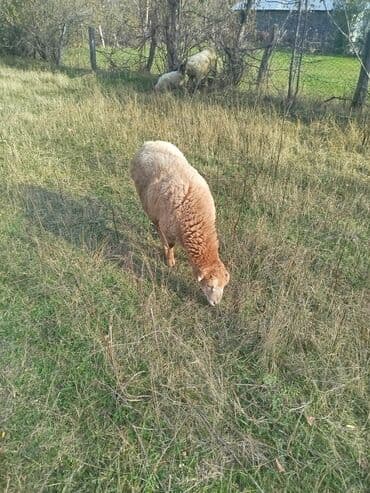 Dovşanlar: Məhsul: erkək quzular Təsvir: - Şəkillərdə kənd şəraitində — 5