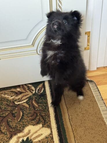 1 aylık doberman: Pekines, 2 ay, Dişi, Peyvəndli, Ünvandan götürmə — 2