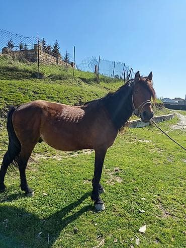 Atın heç bir problemi yox du sağlam at di hürk mür diş dəmir təpiy at