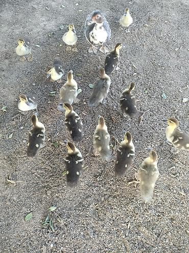lavanda ördəyi: Lal ördək lavanda zümrüdü 1 aylıq Ramana südçülük sovxozu — 2