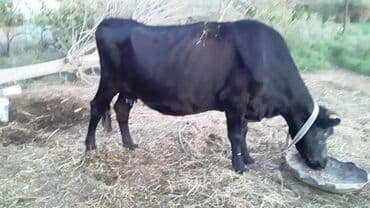 cins ineklerin satisi 2018: Erkək, il: 1, 168 kq, Ətlik, Ünvandan götürmə — 9